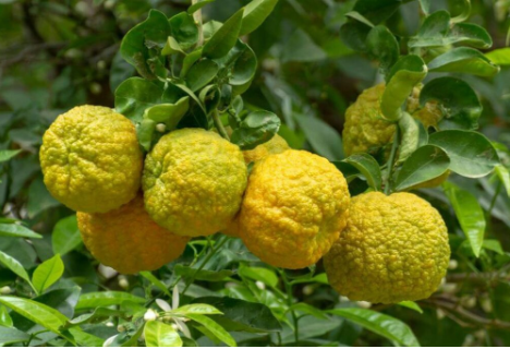 Bergamot Citrus